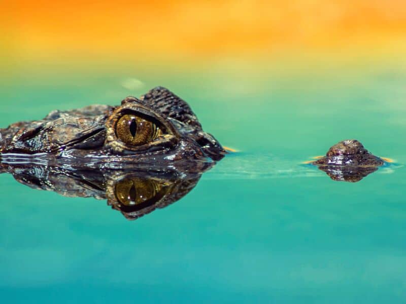 7 business organisation tips to help you scale